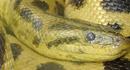 información sobre Anaconda Amarilla