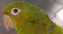 información sobre Guayabero, Tui-Guazu