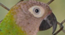 información sobre Cotorrita Pico Negro