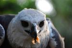 información sobre Águila harpía