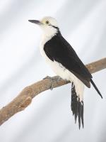 información sobre Carpintero Blanco