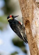 información sobre Carpintero Negro
