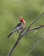 información sobre Cardenal