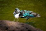 información sobre Pato Crestón, Pato de Monte