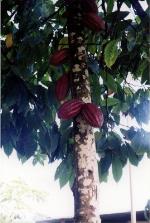 información sobre Cacao