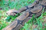 información sobre Boye, Boa Constrictora