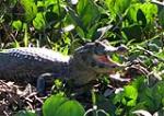 información sobre Caimán del Chaco, Lagarto, Caimán Overo