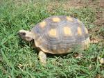 información sobre Peta del Monte, Peta Amarilla