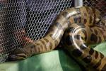 información sobre Anaconda, Sicurí del Pantanal