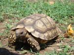 información sobre Peta Amarilla Pequeña