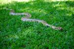 información sobre Culebra Curichera