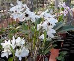 información sobre Orquideas blancas de concepción 6