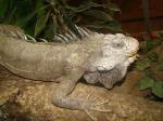 información sobre Iguana, Camaleón, Iguana verde