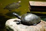 información sobre Tortuga Acuática, Peta Enana