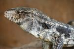 información sobre Peni, Iguana Overa