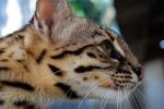 información sobre Gato Pajero