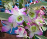 información sobre Orquideas guinda de concepción 7