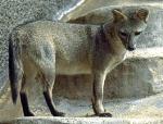 información sobre Zorro Gris, Zorro Patas Negras