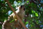 información sobre Monito amarillo