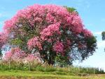 información sobre Toborochi Rosado