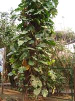 información sobre Hoja de Eva