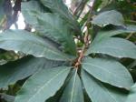 información sobre Lúcuma