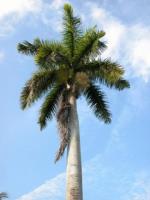 información sobre Palmera Botella