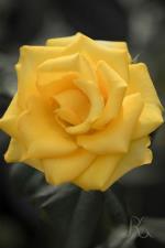 información sobre Rosas Amarillas