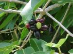 información sobre ACEITUNO FALSO