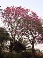 información sobre Tajibo morado