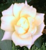 información sobre Rosa de dos colores, o la matizadita