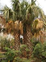 información sobre Palmera Abanico