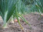 información sobre Cebolla