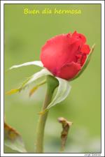 información sobre Rosas rojas