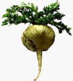 información sobre Maca