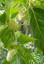 información sobre Noni