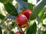información sobre Manzana