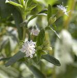 información sobre stevia