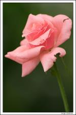 información sobre Rosa color naranja