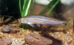 información sobre Palometa o Mojarra