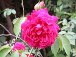 información sobre Rosa arbusto color rojo