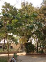 información sobre Ambaibo