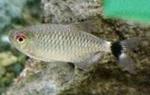 información sobre Sardina de Ojos Rojos
