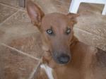 información sobre Napo, perro mestizo