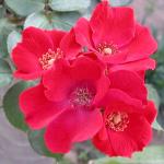 información sobre Rosa ramillete color roja