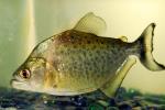 información sobre Piraña Negra
