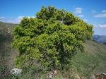información sobre Pino del Cerro