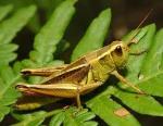 información sobre Saltamontes