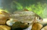 información sobre Carpa