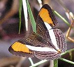 información sobre Mariposa Adelpha